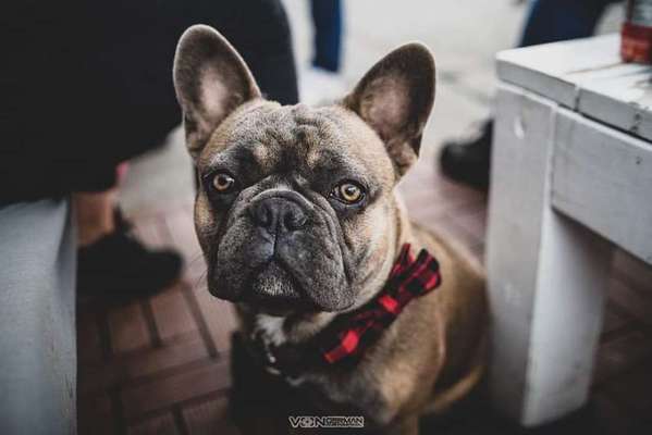 Französische Bulldoggen-Beitrag-Bild