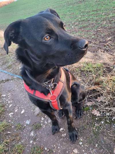 Hundetreffen-Spiele und Gassi-Bild