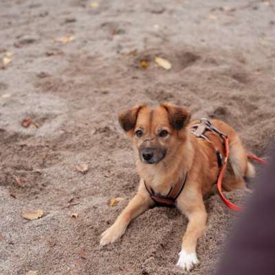 Hundetreffen-Spazieren und kennenlernen-Bild