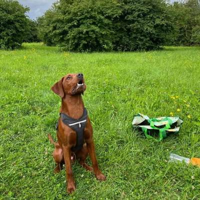 Hundetreffen-Spieltreff-Bild