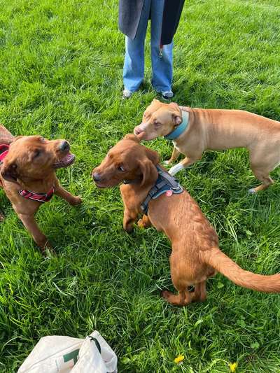 Hundetreffen-Spieltreff-Bild