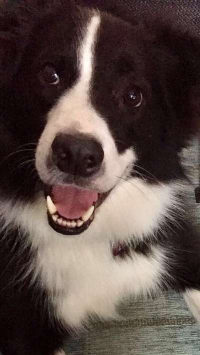 Dogorama Photo Challenge - Einmal lächeln bitte-Beitrag-Bild