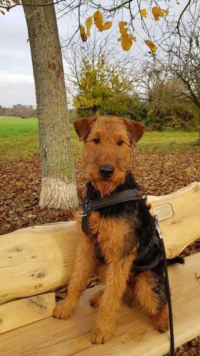 Airedale Terrier-Beitrag-Bild