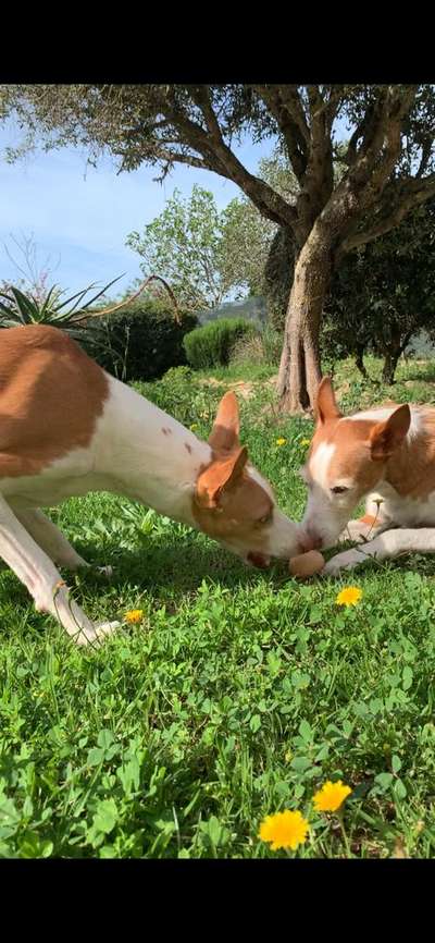 Fotochallenge Guten Appetit! Dein Hund beim futtern-Beitrag-Bild