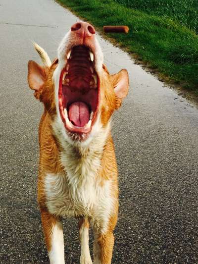 Fotochallenge Guten Appetit! Dein Hund beim futtern-Beitrag-Bild