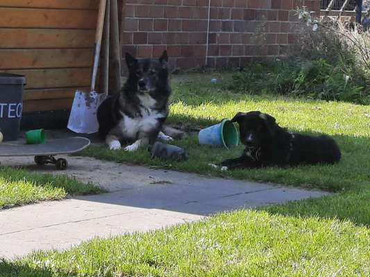 Seltene Rassen!-Beitrag-Bild