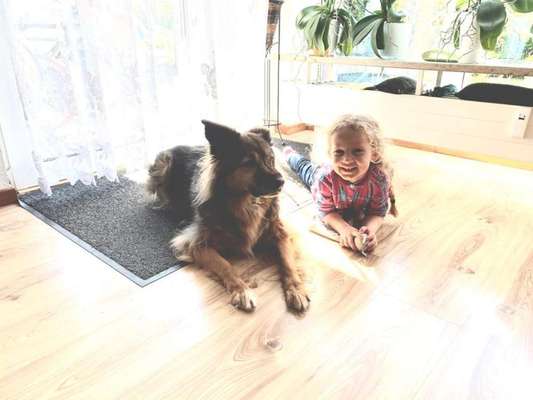 Schäferhund-Beitrag-Bild