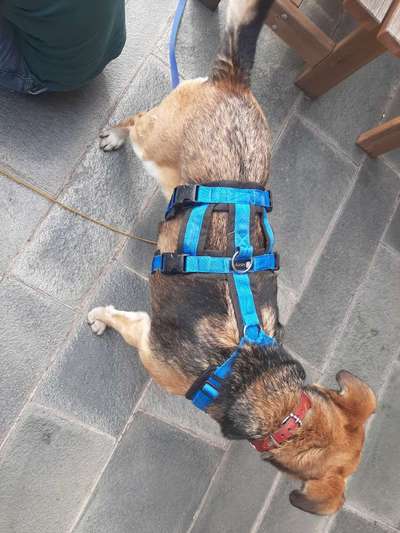 Ausbruchsicheres Geschirr-Beitrag-Bild