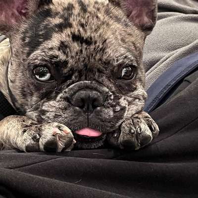 Hundetreffen-Spazieren gehen-Bild