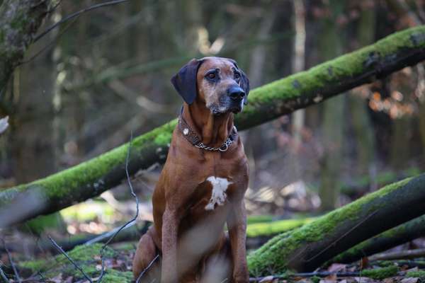 Rhodesian Ridgeback-Beitrag-Bild