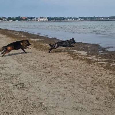 Hundetreffen-Spielrunde oder planschen in der Ostsee-Bild