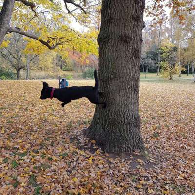 Labradorfans-Beitrag-Bild