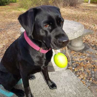 Labradorfans-Beitrag-Bild