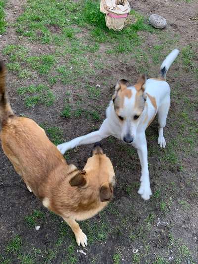 Hundetreffen-Trainieren und Spazieren-Bild