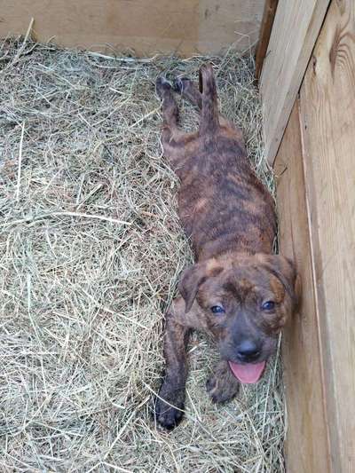 Welpen Bilder !-Beitrag-Bild