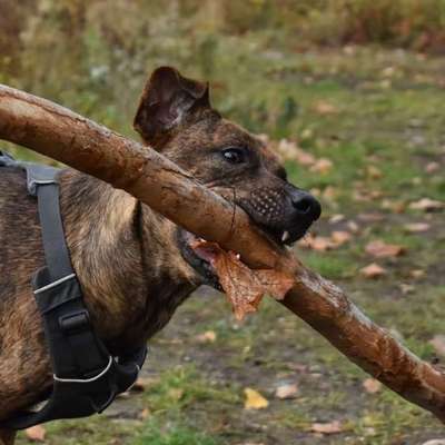 Hundetreffen-Gemeinsame Gassirunde-Bild