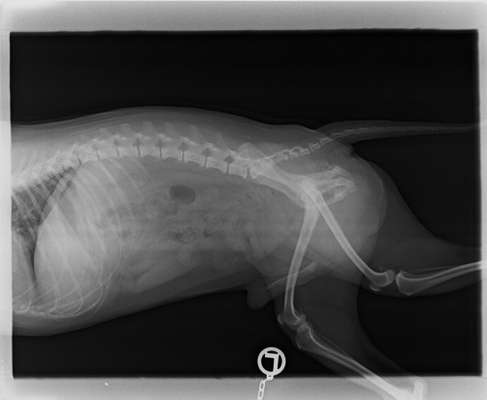 Tumor Hüfte ??-Beitrag-Bild