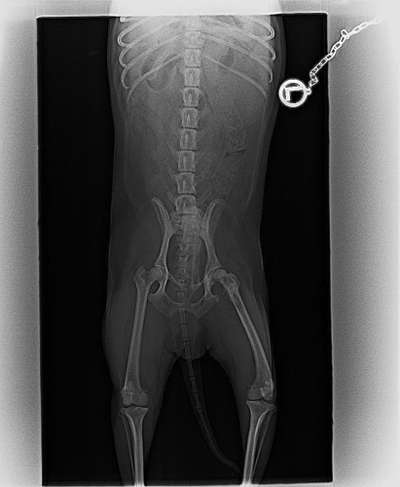 Tumor Hüfte ??-Beitrag-Bild