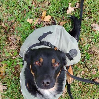 Hundetreffen-Gassi Kumpel gesucht-Bild