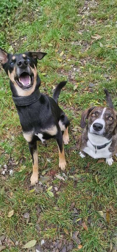 Hundetreffen-Spazierengehen in Gersthofen-Bild