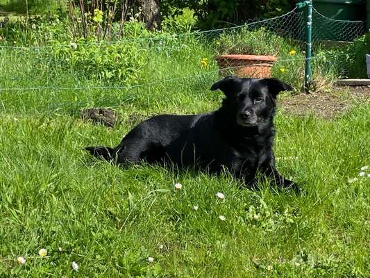 Labradorfans-Beitrag-Bild