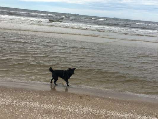 Dogorama-Monats-Challenge-Mai "Wasser"-Beitrag-Bild