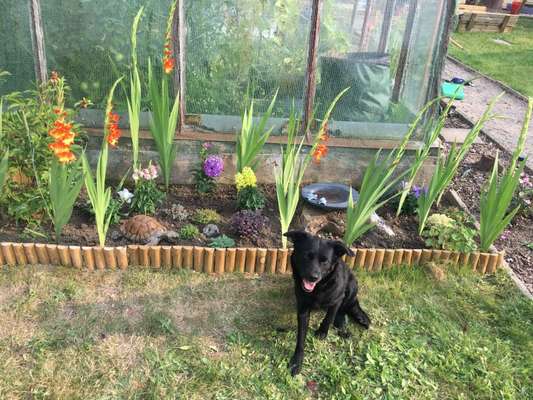 Die Dogorama Monats Challenge "Es grünt und blüht"-Beitrag-Bild