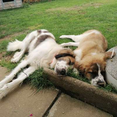 Hundetreffen-Georgenbuch-Bild