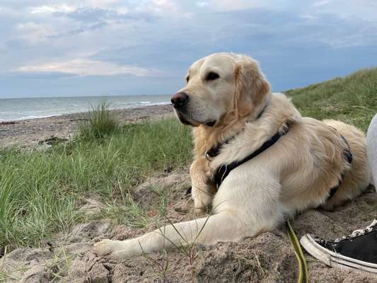 Wo sind die Golden Retriever Liebhaber?-Beitrag-Bild