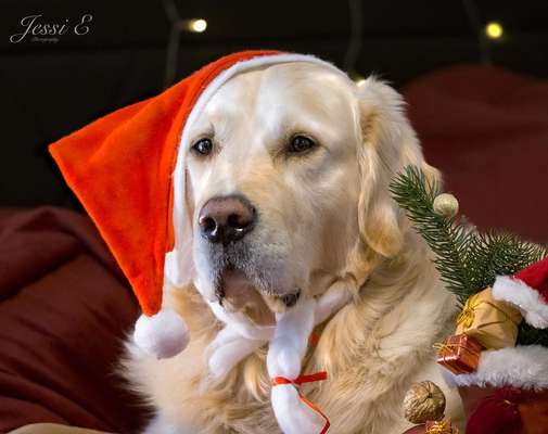 Wo sind die Golden Retriever Liebhaber?-Beitrag-Bild