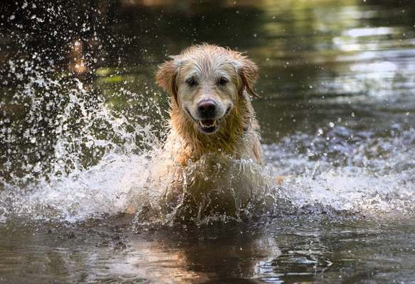 Wo sind die Golden Retriever Liebhaber?-Beitrag-Bild