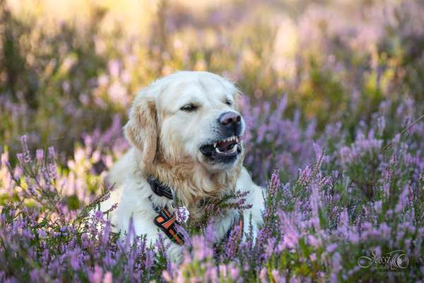 Wo sind die Golden Retriever Liebhaber?-Beitrag-Bild