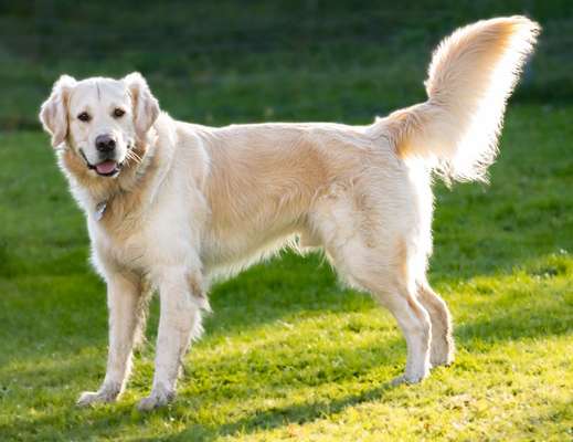 Wo sind die Golden Retriever Liebhaber?-Beitrag-Bild