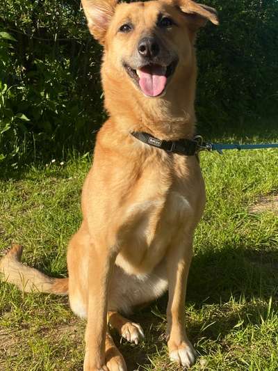 Wo sind die Golden Retriever Liebhaber?-Beitrag-Bild