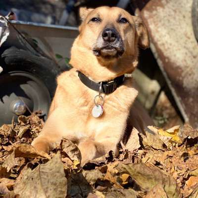 Hundetreffen-Gemütliche Gassirunde mit spielen-Bild