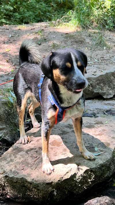 Hundetreffen-Trainieren, Spielen und Gassi gehen-Bild