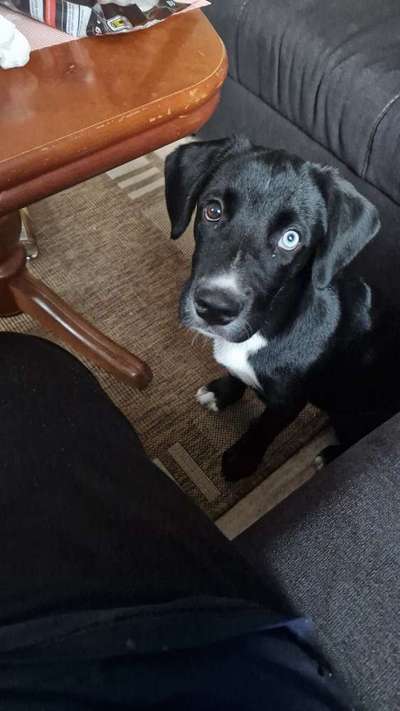 Welpen Bilder !-Beitrag-Bild