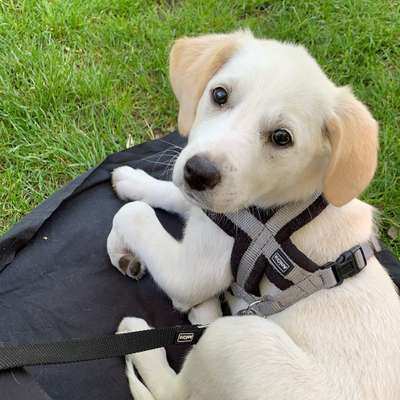 Hundetreffen-Welpentreff in Schöneberg-Bild