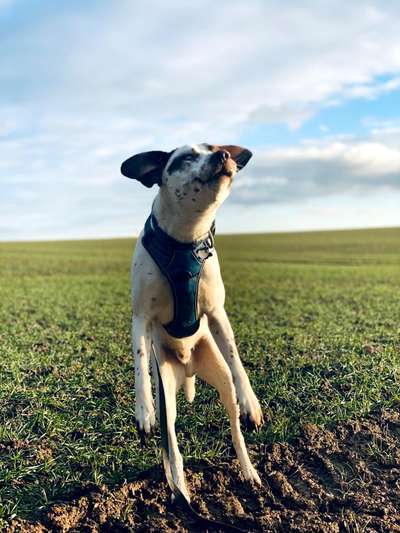 Challenge 23 : "  Euer Hund beim Frühlingserwachen "-Beitrag-Bild