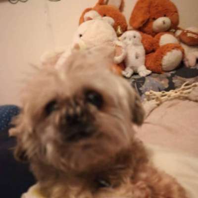 Fotochallenge Nr. 56 - geliebte Senioren-Beitrag-Bild