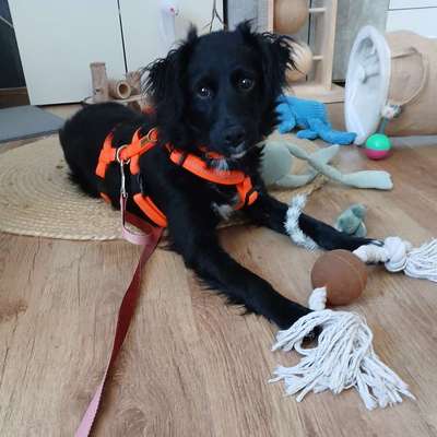 Hundetreffen-Waldspaziergang-Bild