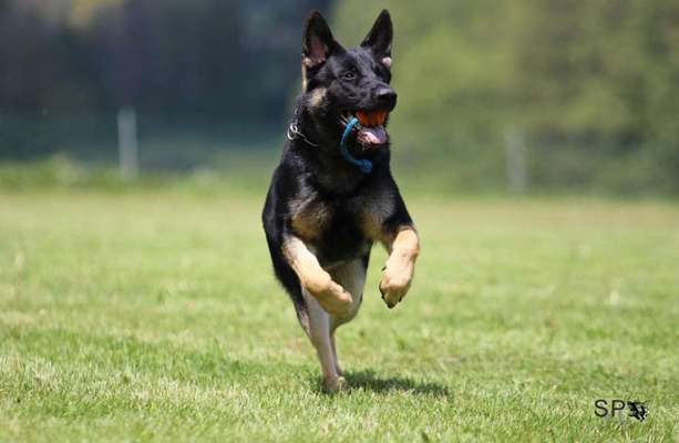 Fotochallenge 66 ~ Rennaction -Zeig deinen Hund im Lauf-Beitrag-Bild