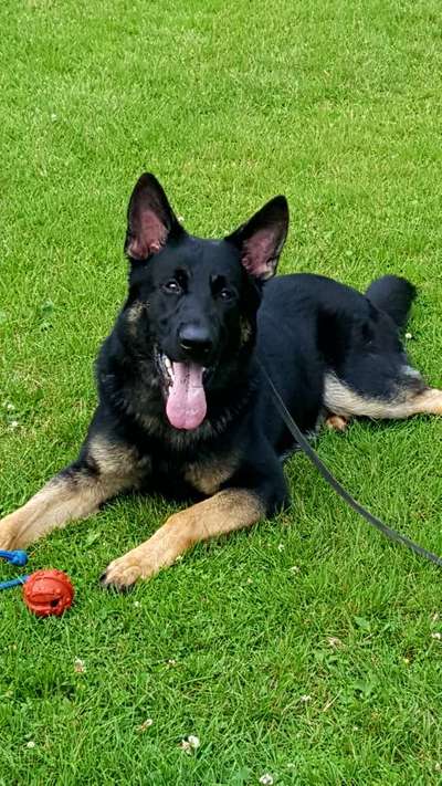 Schäferhund-Beitrag-Bild