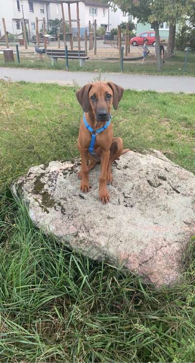 Rhodesian Ridgeback-Beitrag-Bild