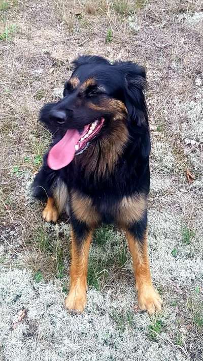 Alles rund um den Schäferhund, diskutieren erwünscht.-Beitrag-Bild