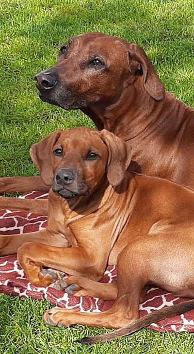 Rhodesian Ridgeback-Beitrag-Bild