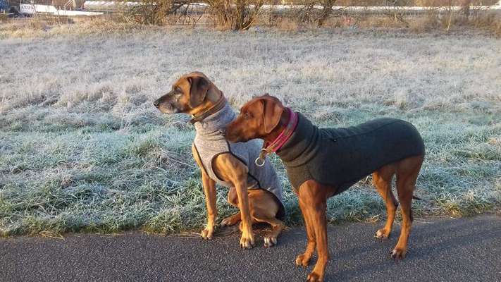 Hundemantel / Hundepullover-Beitrag-Bild