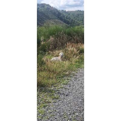 Hundetreffen-Golden sucht Freunde zum spielen-Bild