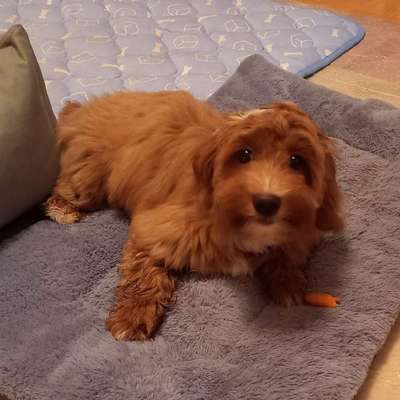 Hundetreffen-Junghunde, welpen Treffen in wiesenbach-Profilbild