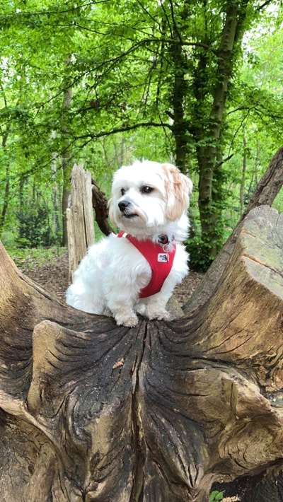 Malshi (malteser - shih-tzu) Freunde?-Beitrag-Bild